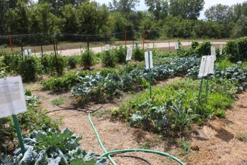 Picking Produce From A.Y.’s Backyard